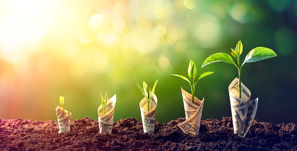 Dollar Seedling - Growth Concept - Sprout On Banknotes In Increase Invertir en la Bolsa de Valores